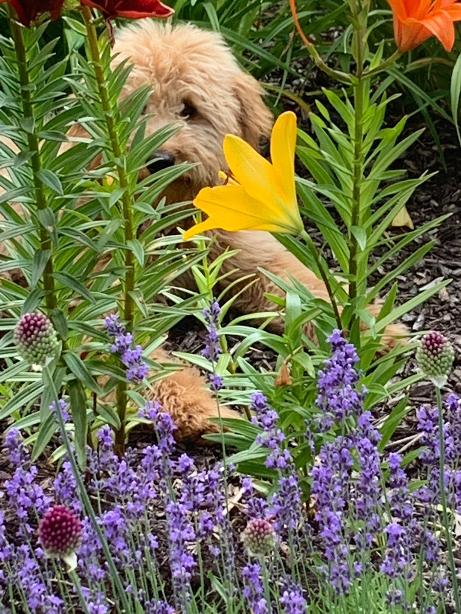 Rosie, a curly golden dog, resting in green grass